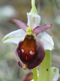 Ophrys crabronifera